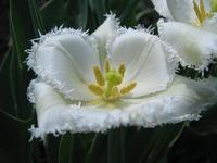 White Tulips