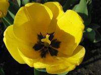 Yellow Tulips