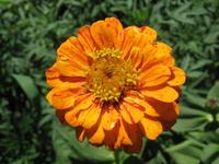 Orange Zinnia