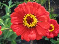Red Zinnia