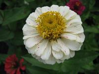 White Zinnia