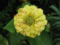 Yellow Zinnia