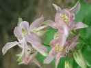 More Flowers
