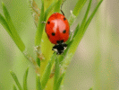 More Insects