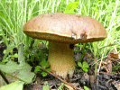 More Mushrooms