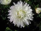aster flowers desktop wallpaper