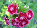 carnation flowers desktop wallpaper
