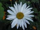 chamomile flowers desktop wallpaper