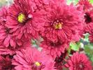 chrysanthemum flowers desktop wallpaper