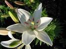 lily flowers desktop wallpaper