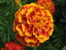 marigold flowers desktop wallpaper