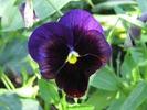 pansy flowers desktop wallpaper