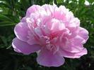 peony flowers desktop wallpaper