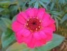 zinnia flowers desktop wallpaper